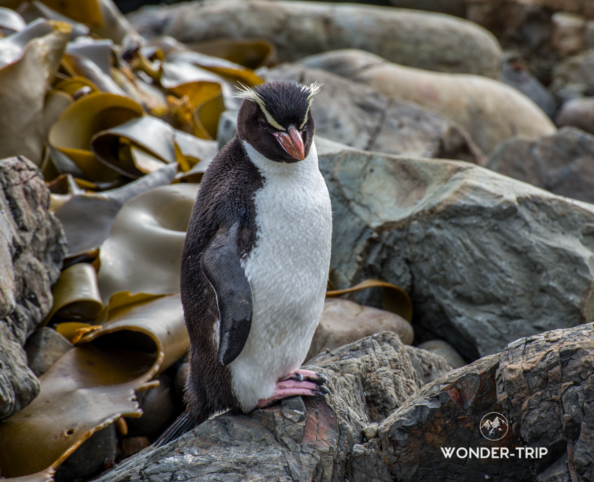 5 infos sur les pingouins et les manchots 